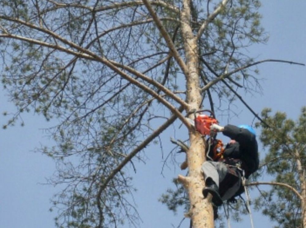 Профессиональный спил и вырубка деревьев стоимость услуг и где заказать - Майкоп