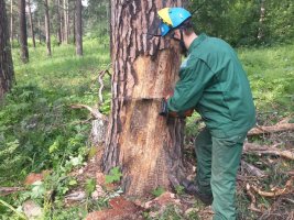 Спил и вырубка деревьев, кронирование, удаление старых деревьев стоимость услуг и где заказать - Адыгейск